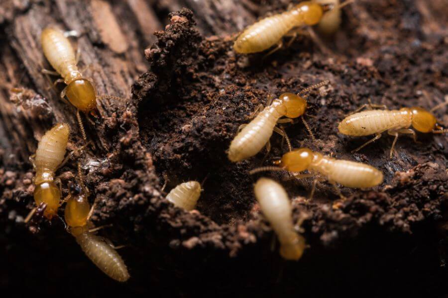 The Common Pests of El Cajon, CA