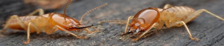 How El Cajon Homeowners Can Benefit from Regular Pest Inspections