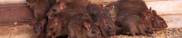 The Rise of Rodent Infestations in El Cajon: Prevention and Control