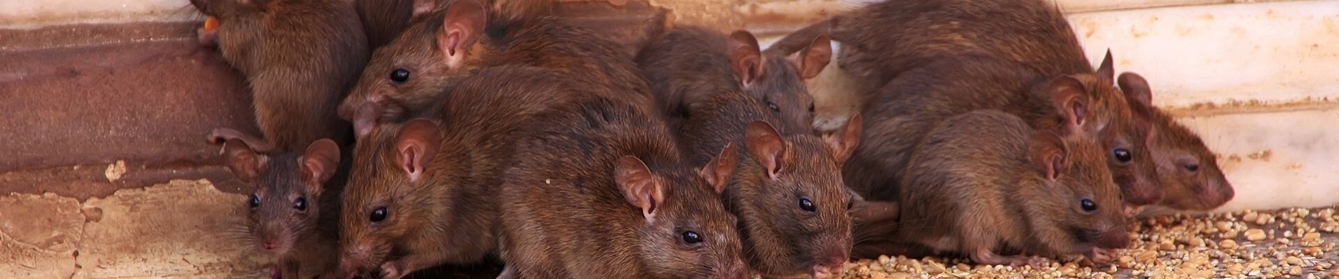 Rodent Infestations in El Cajon