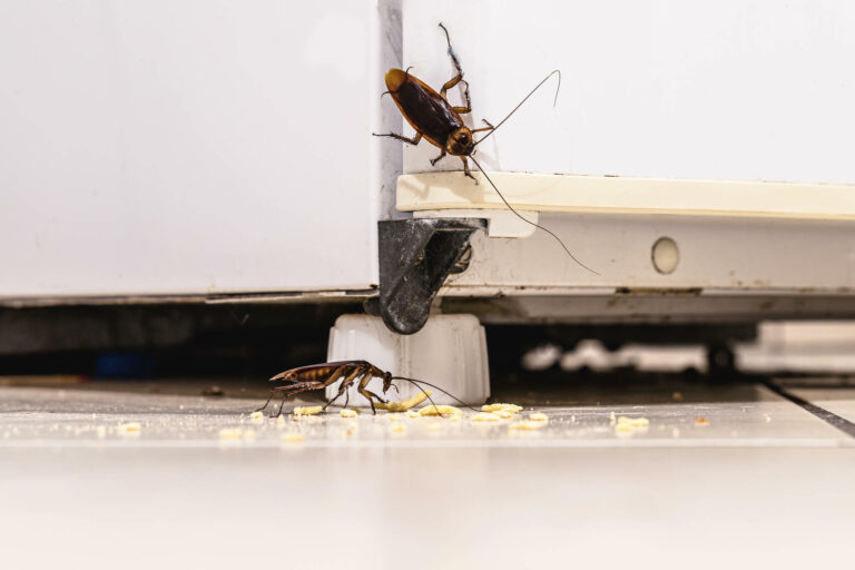 The Hidden Costs: How Pests Impact California Economically