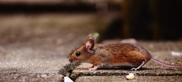 Busting Pest Myths: The Truth About Pest Control in California