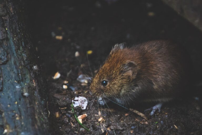 Climate Change and Pests: What Californians Need to Know